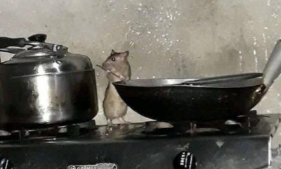 Man aghast as he walks in on rat ‘cooking food’ in his kitchen
