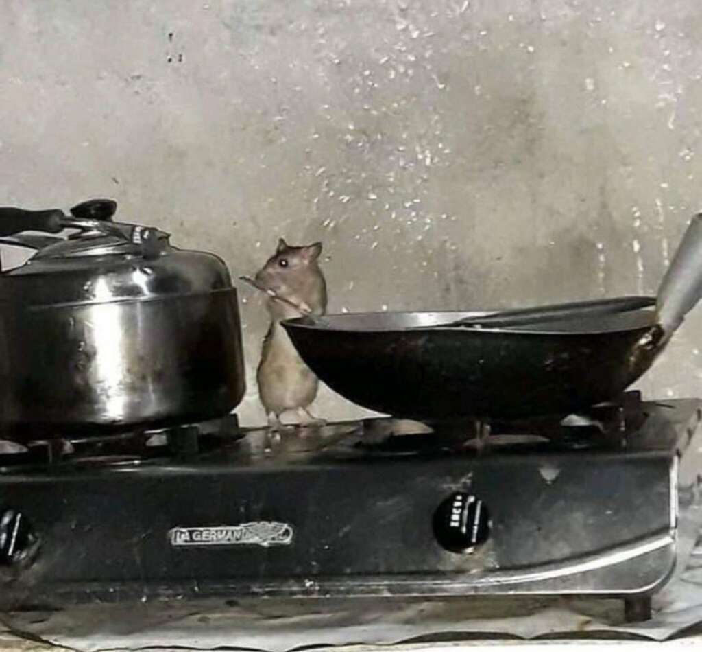 Man aghast as he walks in on rat ‘cooking food’ in his kitchen