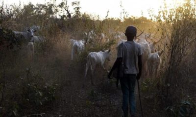 Suspected herdsmen kill person living with disability in Plateau State