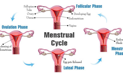 Four phases of Menstrual cycle every woman should take note of
