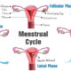Four phases of Menstrual cycle every woman should take note of