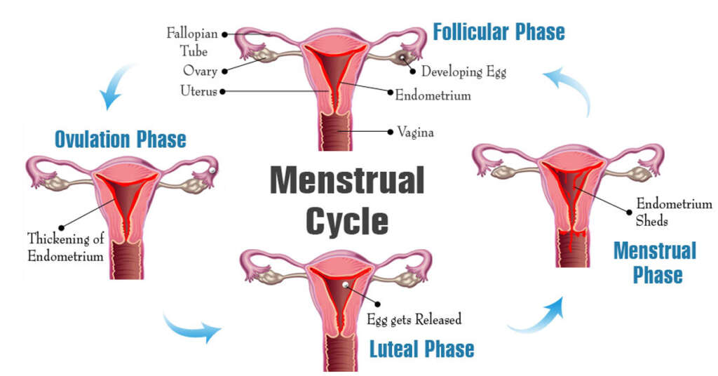 Four phases of Menstrual cycle every woman should take note of