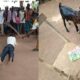 A man publicly flogged and fined a goat for attempting to sleep with his daughter-in-law