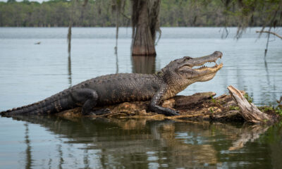 VIDEO: Zoo handler survives alligator attack