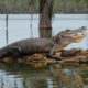 VIDEO: Zoo handler survives alligator attack