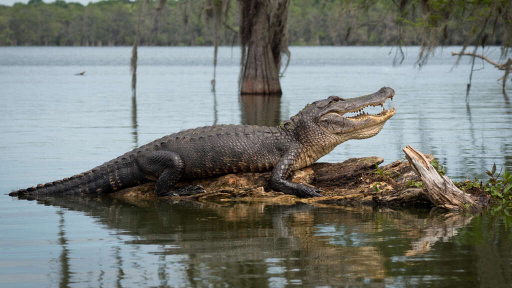 VIDEO: Zoo handler survives alligator attack