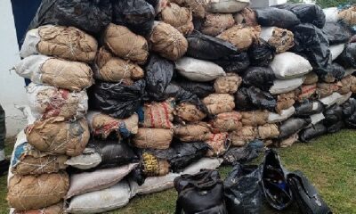 Soldiers have just intercepted 132 bags of Indian hemp in Benin