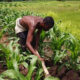 A farmer cultivating a farm land.