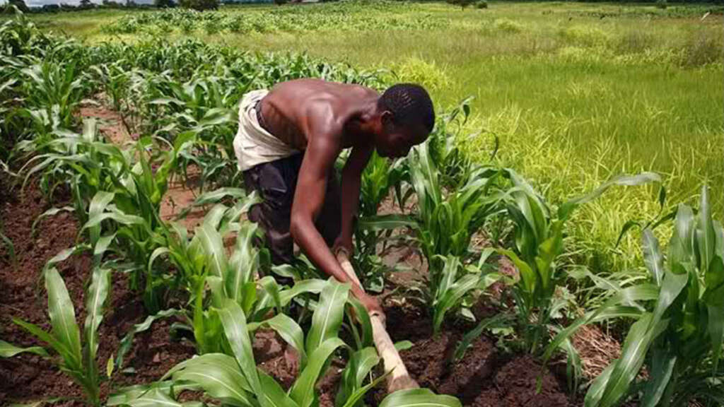 A farmer cultivating a farm land.