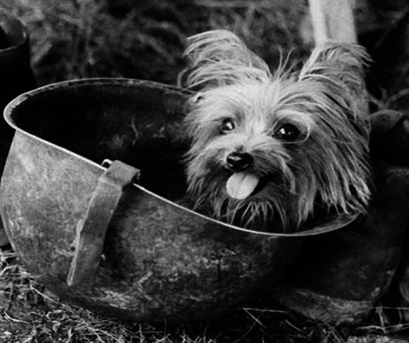 Smoky the four-pound Yorkshire Terrier