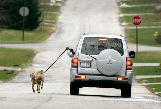 Paul Railton walking his dog while driving his car,