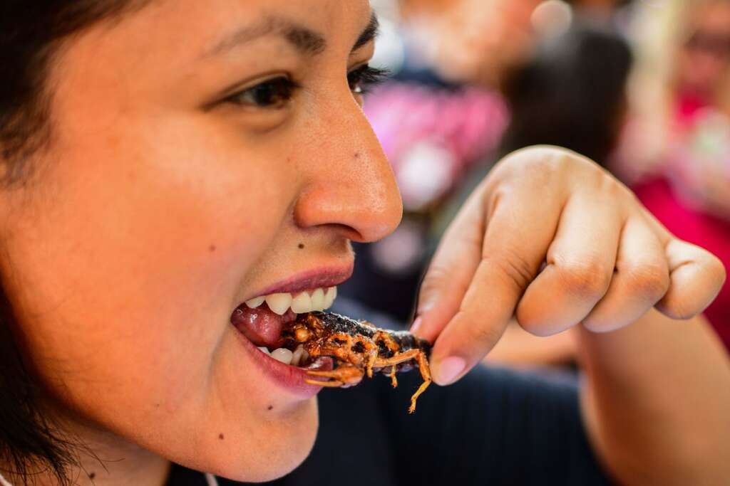 5 Importance of eating insects and how they could save world hunger