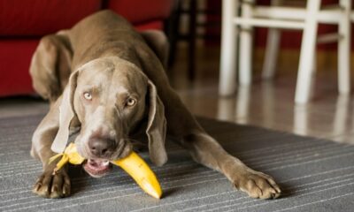 Should Dogs Eat Bananas?