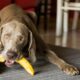 Should Dogs Eat Bananas?