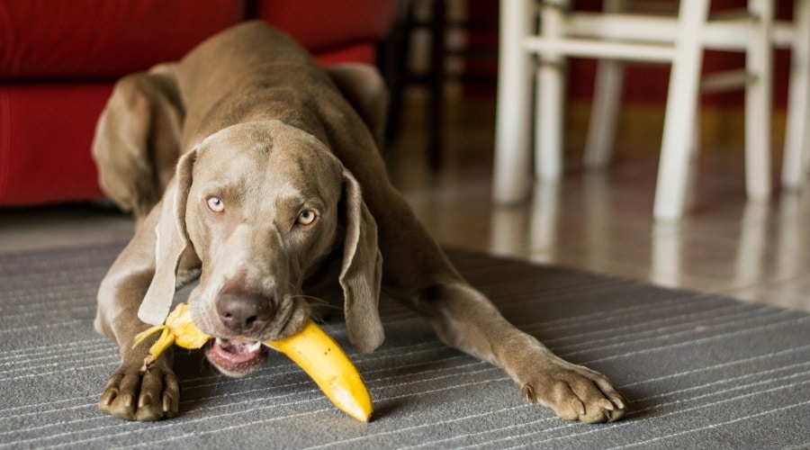 Should Dogs Eat Bananas?