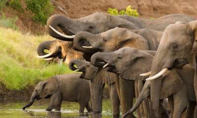 African Elephants drinking water at the stream