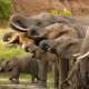 African Elephants drinking water at the stream