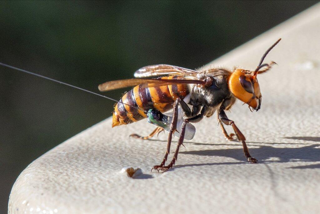 A Murder Hornet