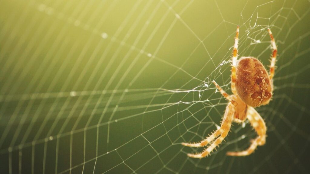 Fact Check: Is A Spider Web Stronger Than Steel