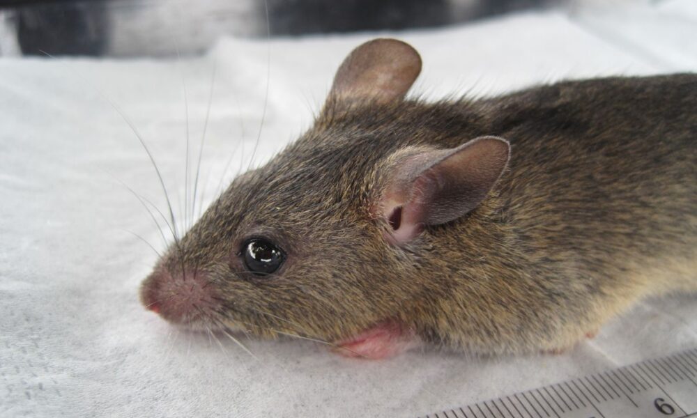 Lassa Fever continues surge as NCDC Records 222 New Cases.