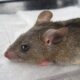 Lassa Fever Re-surges As NDDC Reports 102 Deaths In 2021