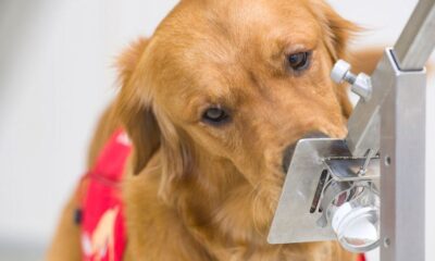 US Trains Dogs To Sniff Out People Infected With COVID-19 In Schools