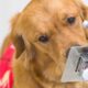 US Trains Dogs To Sniff Out People Infected With COVID-19 In Schools