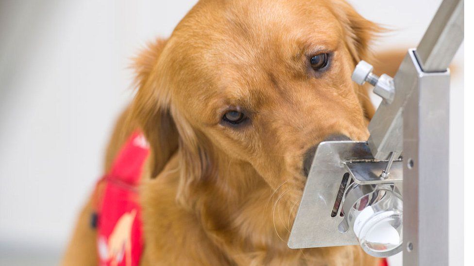 US Trains Dogs To Sniff Out People Infected With COVID-19 In Schools