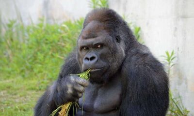 Meet Ozzie, the oldest male gorilla in the world that dies at 61