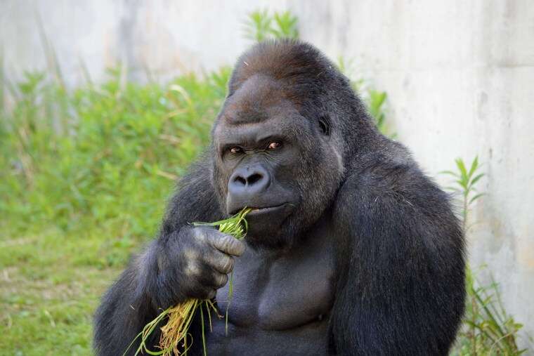 Meet Ozzie, the oldest male gorilla in the world that dies at 61