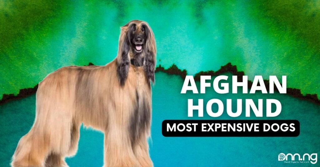 Most Expensive Dogs - Afghan Hound