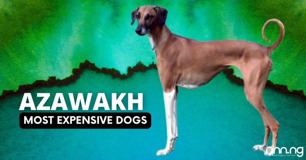 Most Expensive Dogs - Azawakh