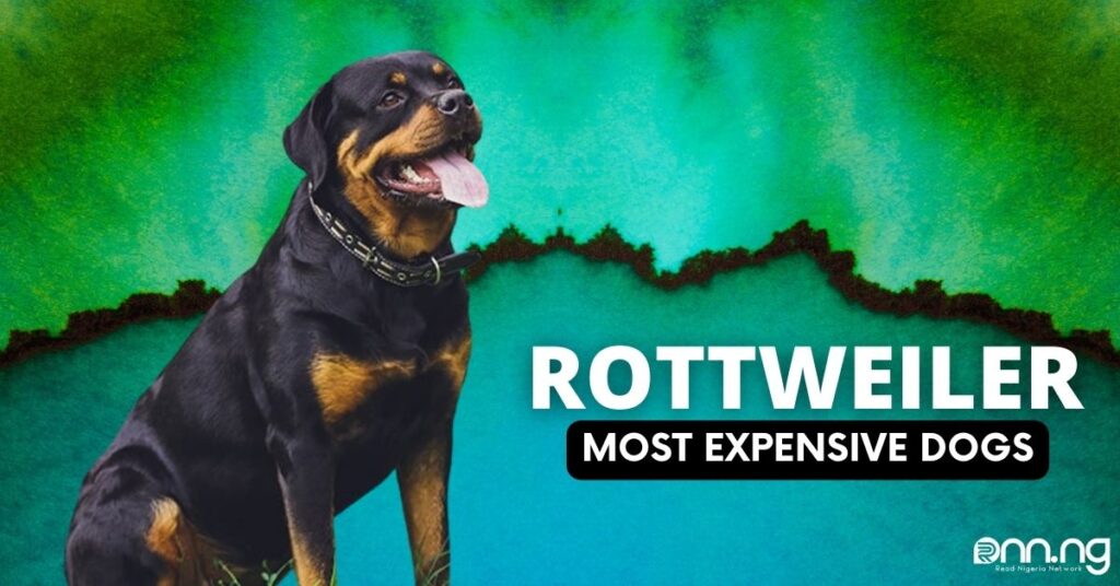 Most Expensive Dogs - Rottweiler