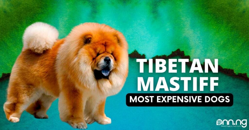 Most Expensive Dogs - Tibetan Mastiff