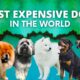Most Expensive Dogs in the World