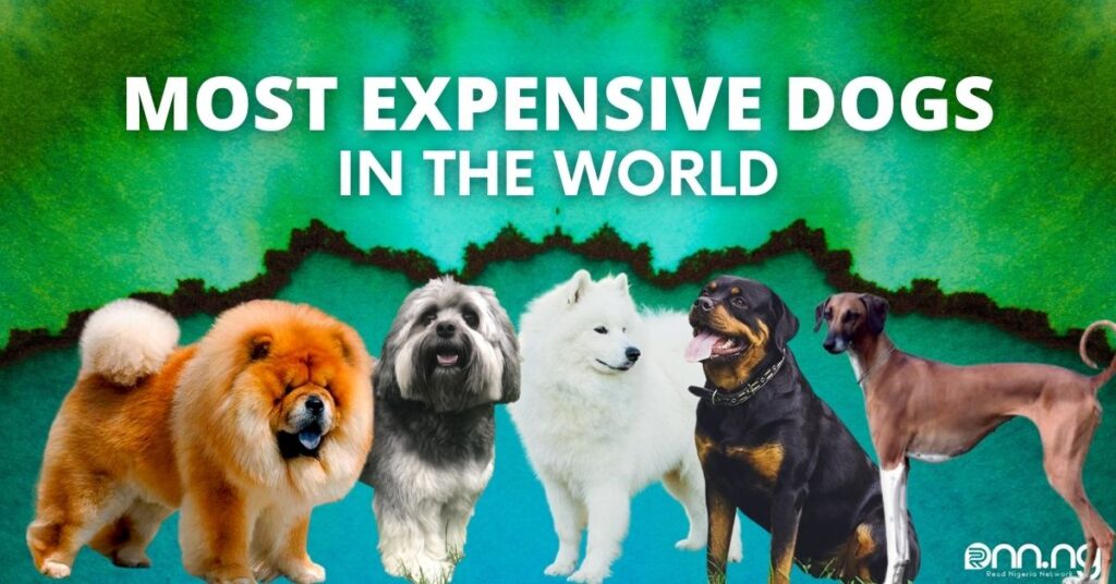 Most Expensive Dogs in the World