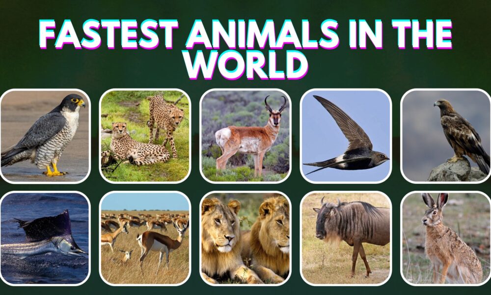 Top 10 Fastest Animals In The World (2022)