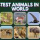 Fastest Animals in the world