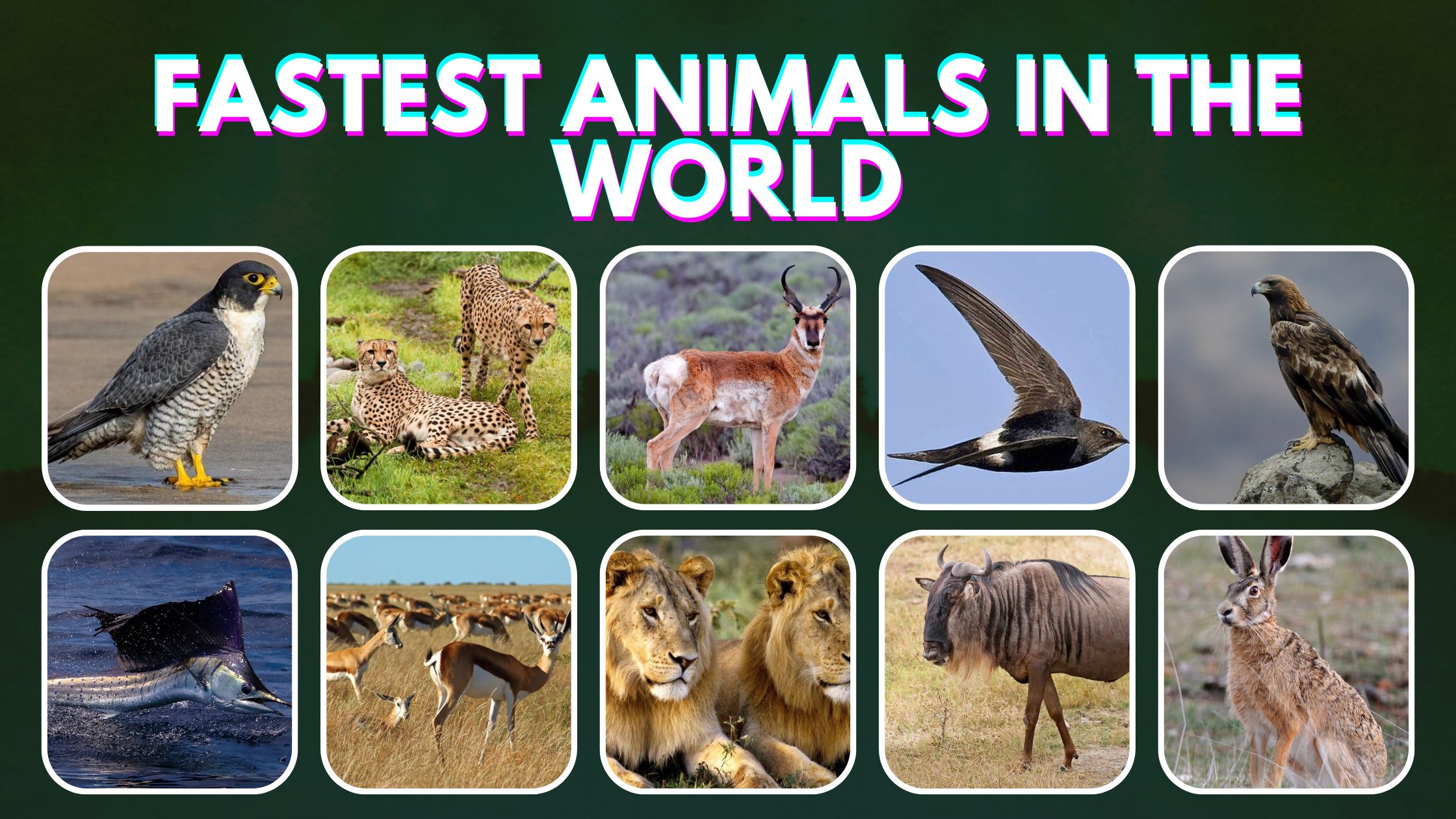 Second Fastest Animal In The World   Fastest Animals In The World 