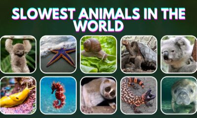 Slowest Animals in the World