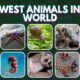 Slowest Animals in the World