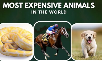 Top 10 Most Expensive Animals In The World