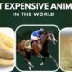Top 10 Most Expensive Animals In The World