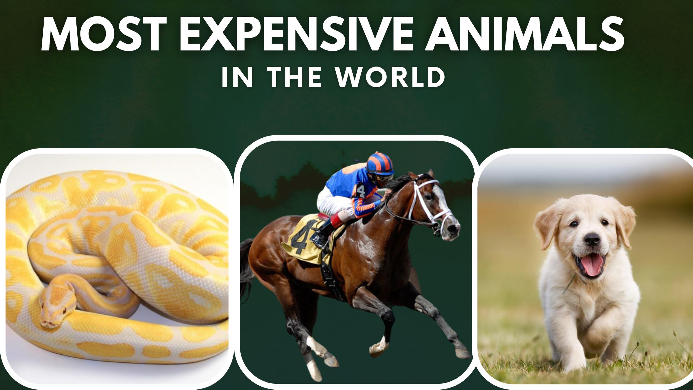 Top 10 Most Expensive Animals In The World (2022)