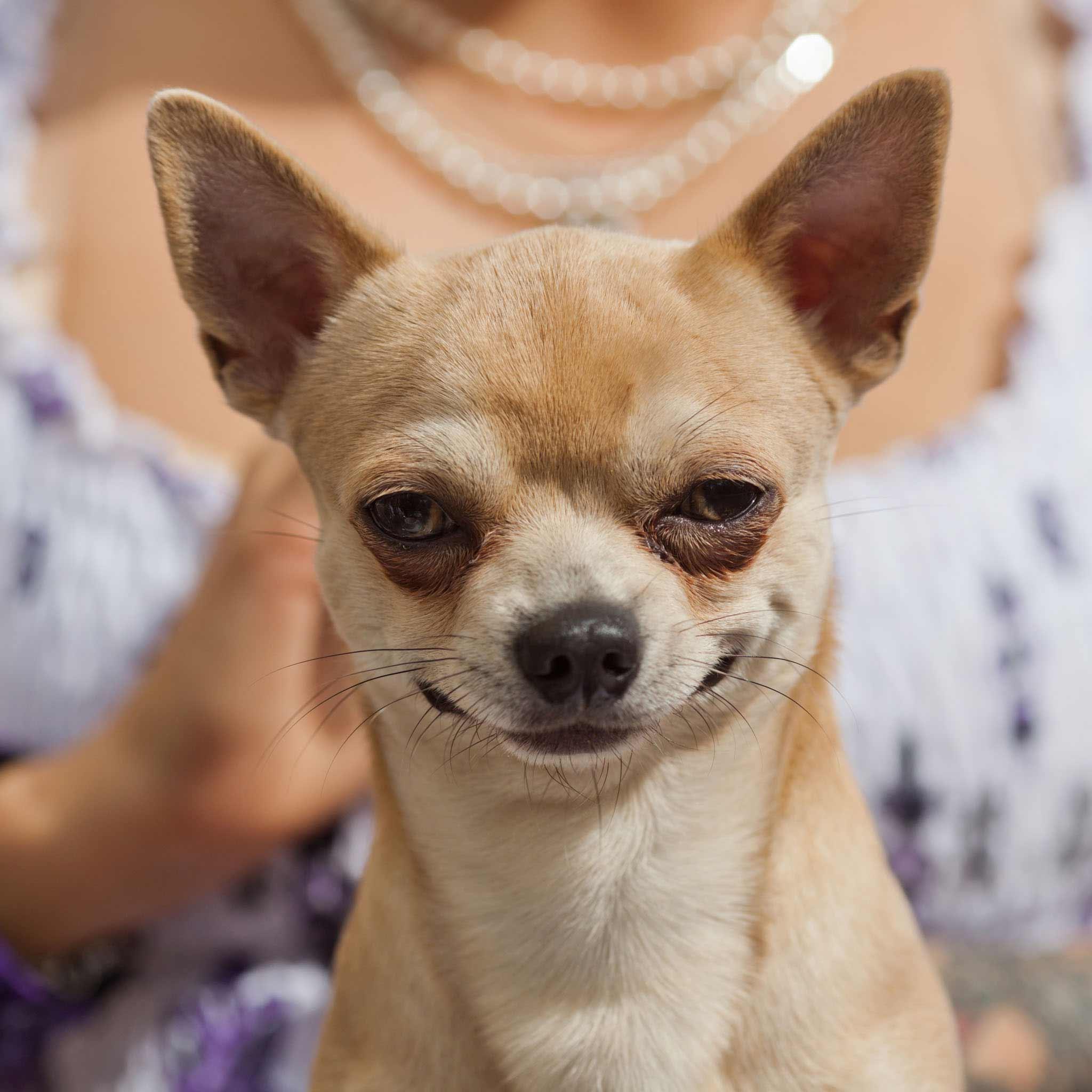 Conchita Dog-Richest Pets in the world