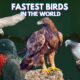 fastest birds in the world