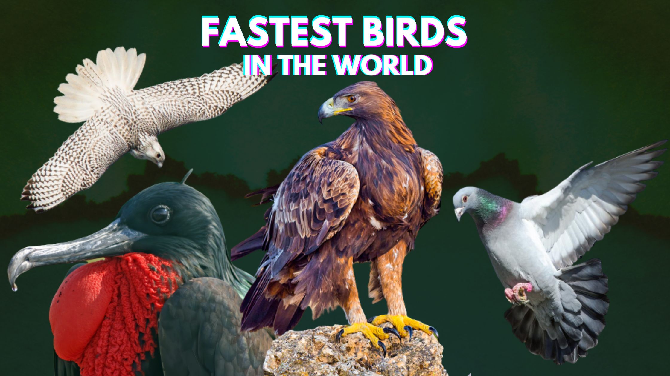 Top 10 Fastest Birds in The World