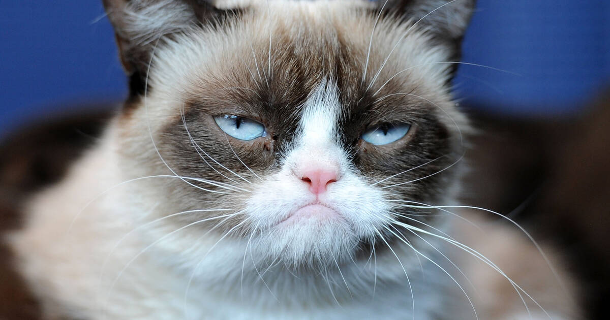 Grumpy Cat-Richest Pets in the world