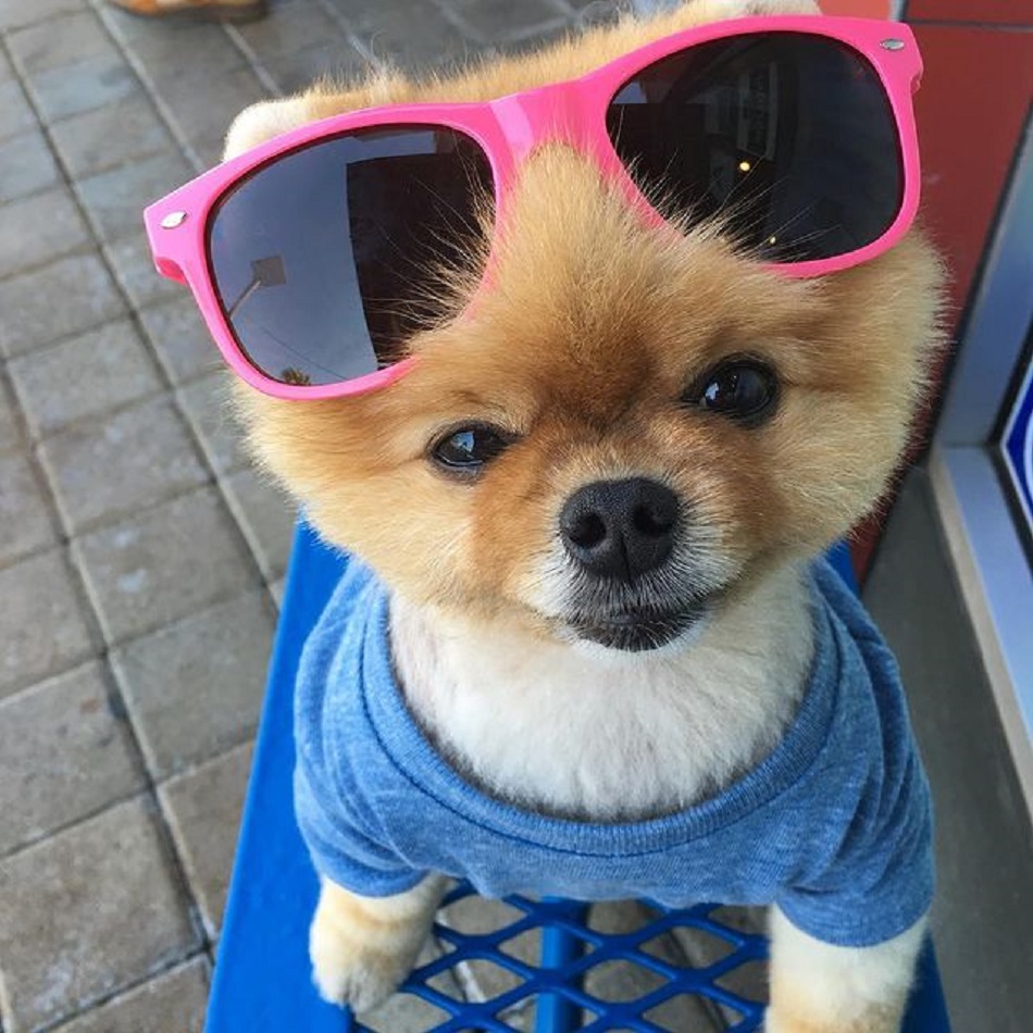Jiffpom Dog-Richest Pets in the world
