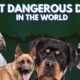 Top 10 Most Dangerous Dogs In The World